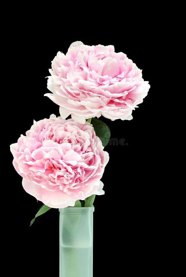 Two Beautiful Pink Peonies in a Vase. Stock Photo Image of hybrid