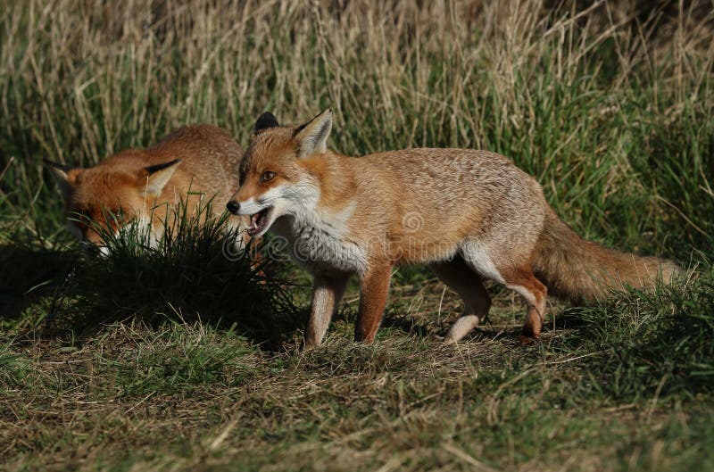 Two beautiful Red Foxes, Vulpes vulpes, hunting in a field. One of the Foxes has its mouth open. stock photo