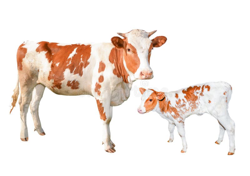 Two beautiful red and white spotted cows isolated on white background. Funny young cow and calf full length isolated on white