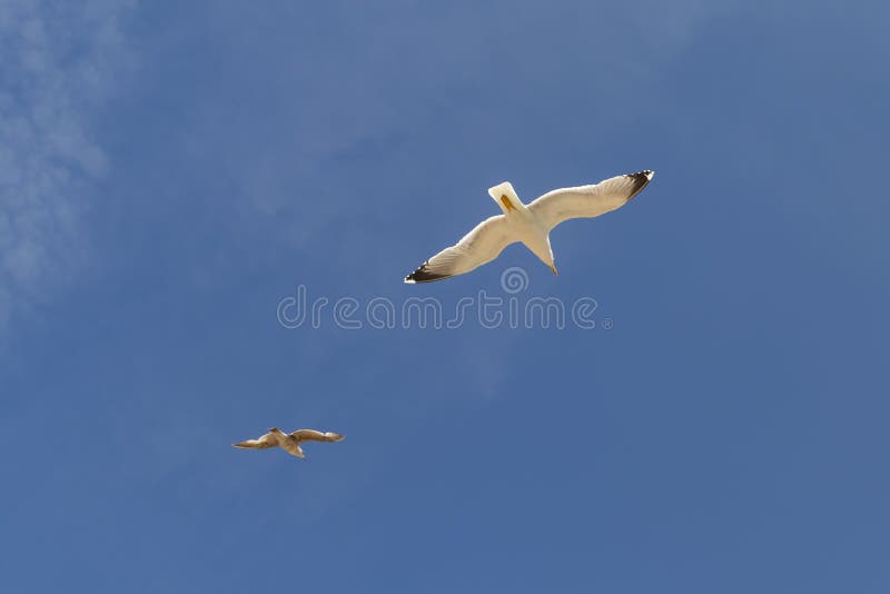 Two beautiful seagulls are flying against the blue sky with cirrus clouds stock image Two beautiful seagulls are flying against the blue sky with cirrus clouds stock image