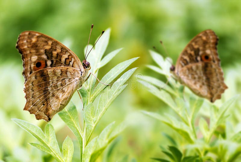 Two beautiful spotted butterflies relax on a plant