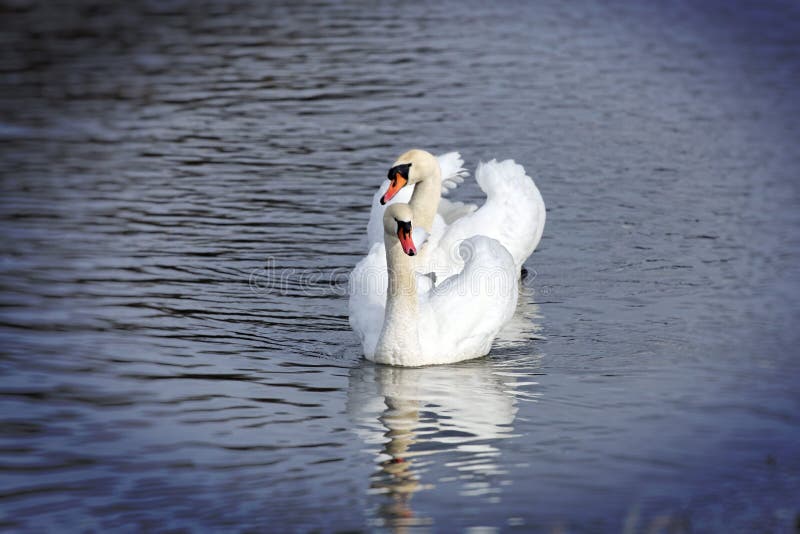 Two beautiful swans