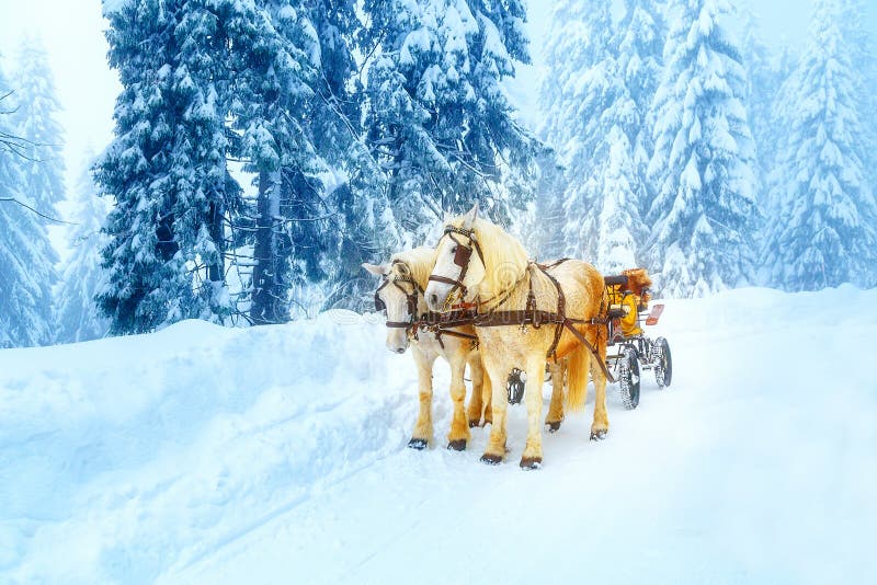 Dva krásné bílé koně v horské zimní krajině.