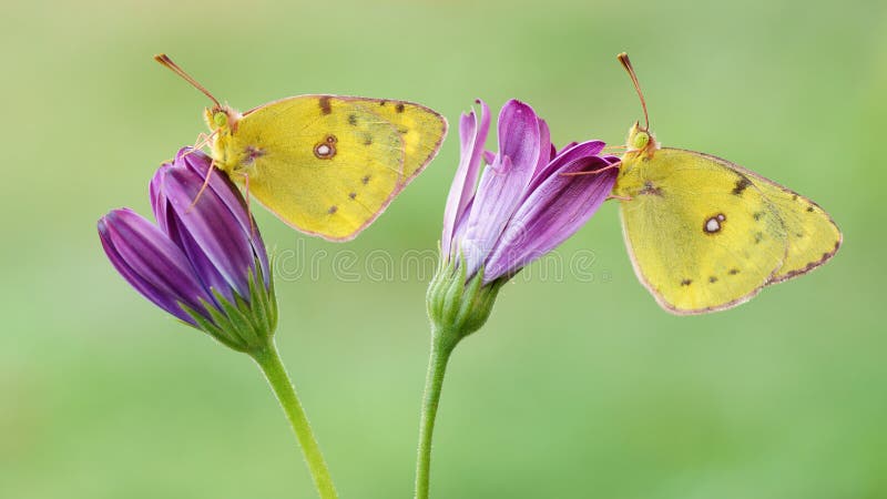 Two beautiful yellow butterflies are sitting on a lilac flower