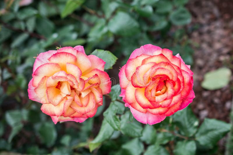 Two Beautiful Yellow and Pink Roses with Blurred Background Stock Photo