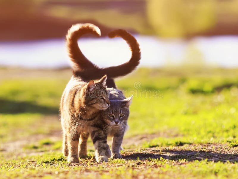 two young cats walk in a Sunny meadow on a spring day raising their tails and wrapping them in the shape of a heart