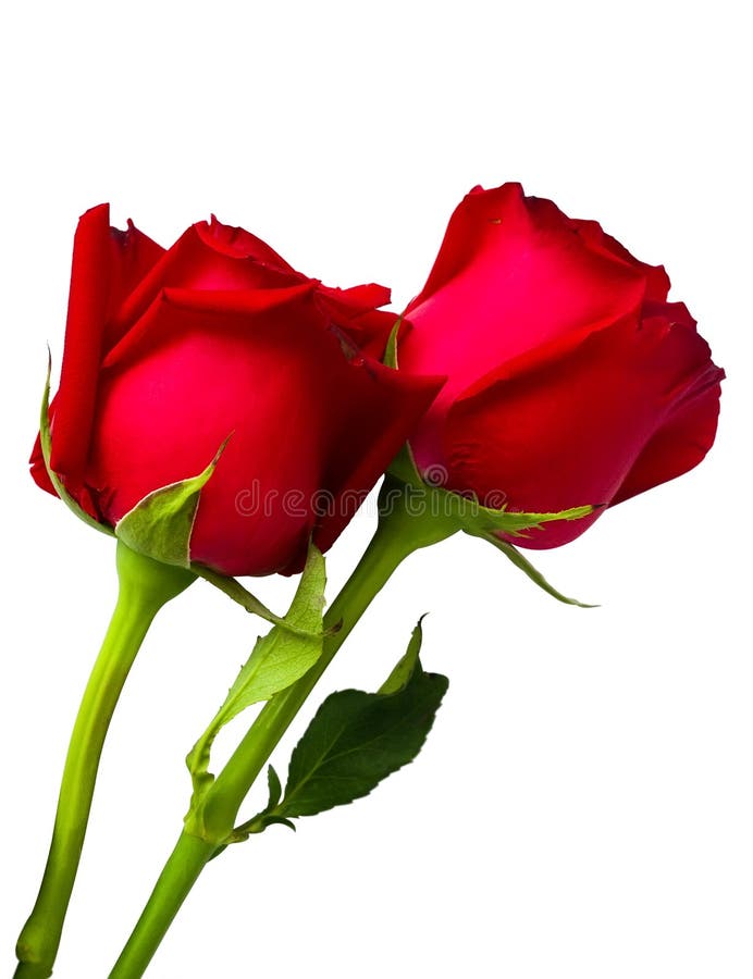 Two Beauty Red Rose Isolated Stock Photo - Image of dating, leaf: 31664668