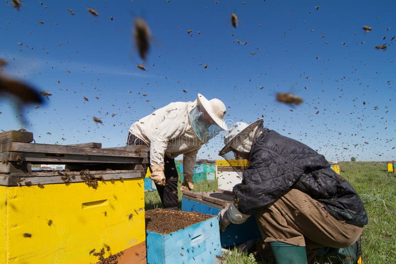 Beekeepers Checking Bee Hives Stock Image Image of attacking, bees