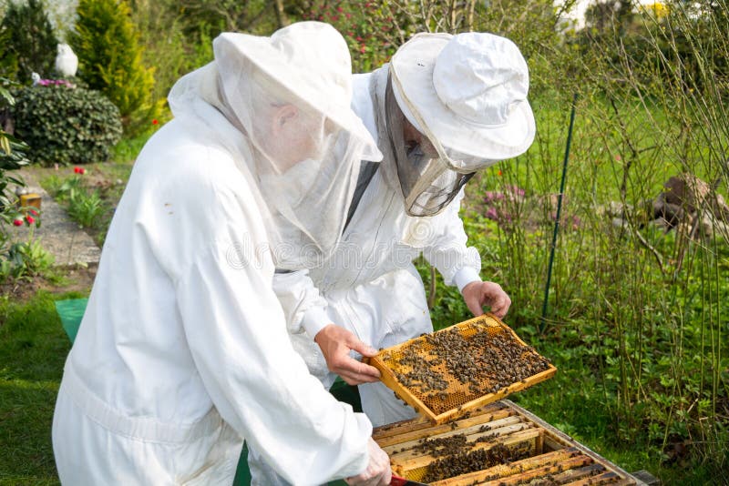 Two Beekeepers Maintaining Bee Hive