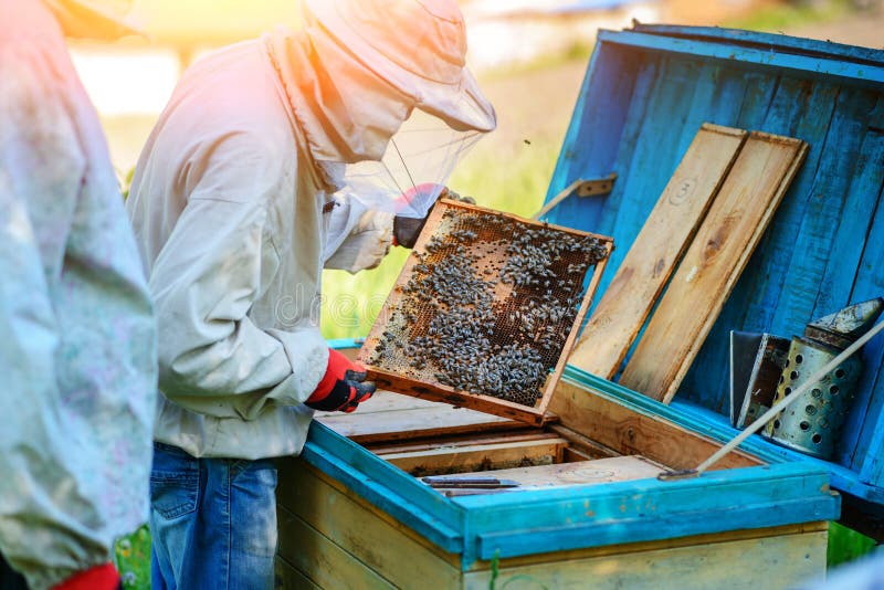Two Beekeepers Work on an Apiary. Summer Stock Photo Image of apis