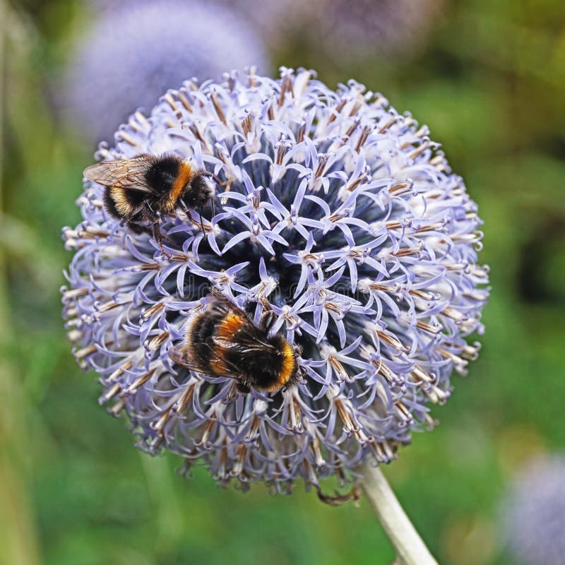 Two bees on Allium stock image. Image of produce, plant 232915541