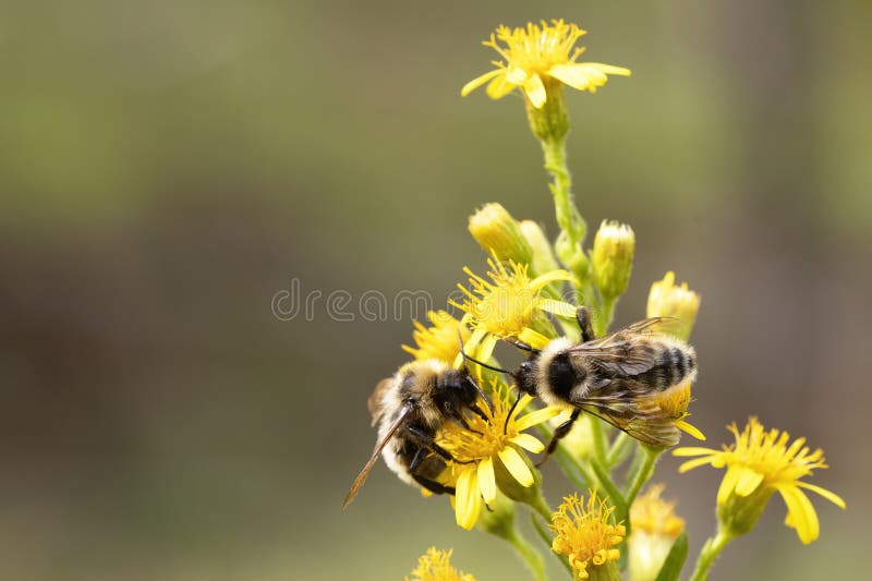two bees collecting nectar on a yellow flower in the sun. macro photograph of insect fauna in horizontal position