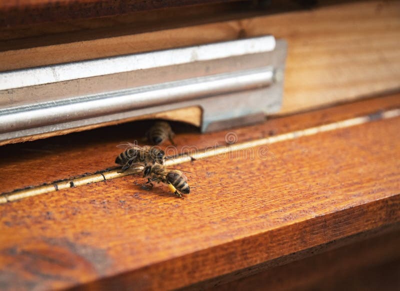 Two bees on leaflets stock photo Two bees on leaflets stock photo