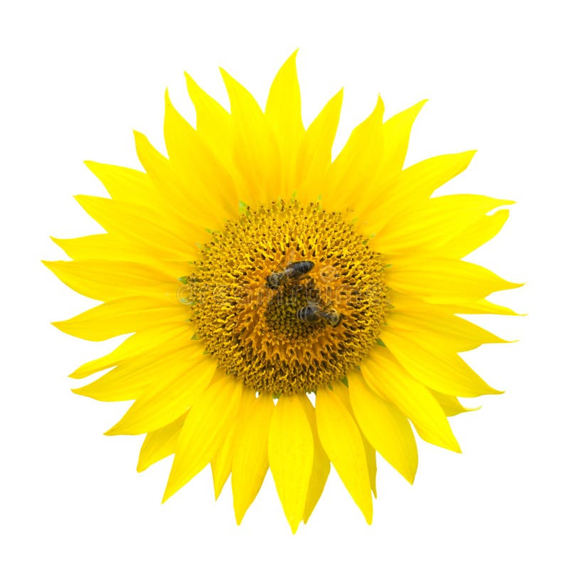 Two bees on a sunflower