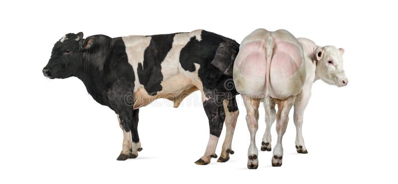 Belgian Blue Cow, Meat Breed Stock Photo - Image of grass, belgian:  168911580, image size:1600x740
