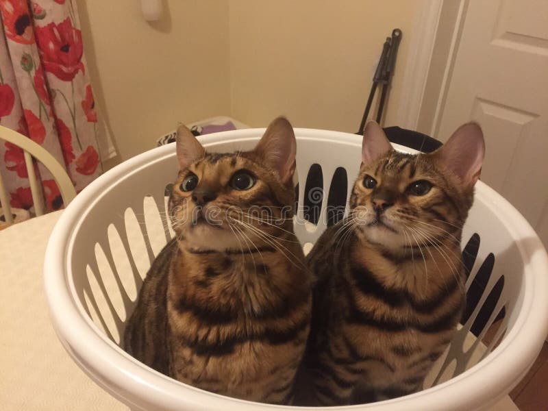 Two Bengal Cats in a Laundry Basket Stock Photo Image of looking