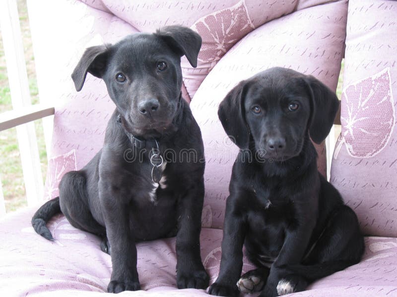 Can A Beagle And A Labrador Retriever Be Friends