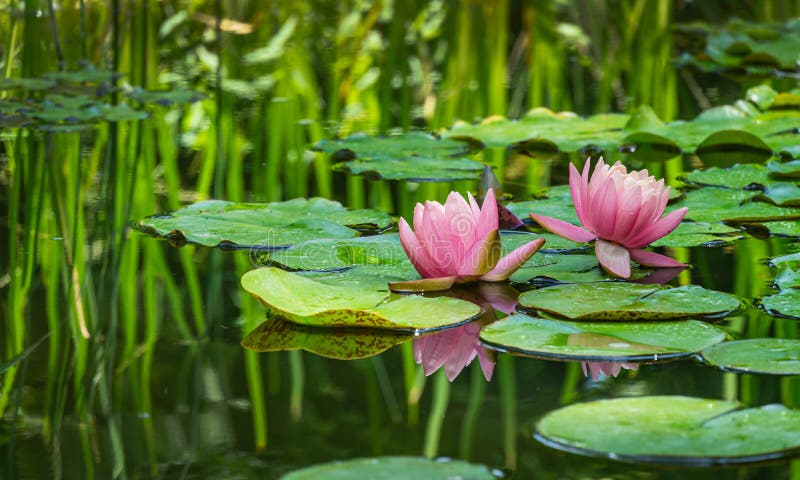 Two big amazing bright pink water lilies, lotus flowers Perry`s Orange Sunset in garden pond. Beautiful nympheas reflected in wate