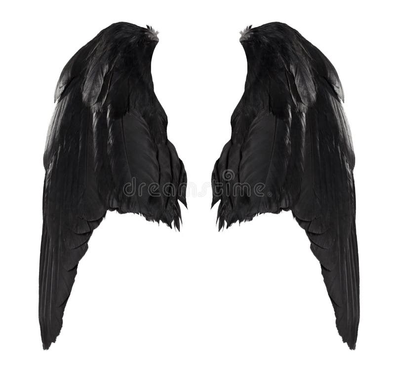 Two Big Black Raven Wings with Big Feathers Isolated on White