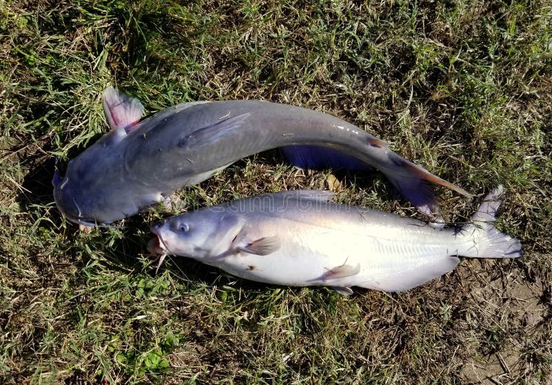 Big Channel Catfish on Top of the Ground Stock Photo - Image of