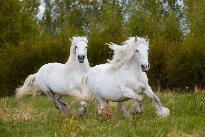 Two white horses galloping together outdoors in the field.