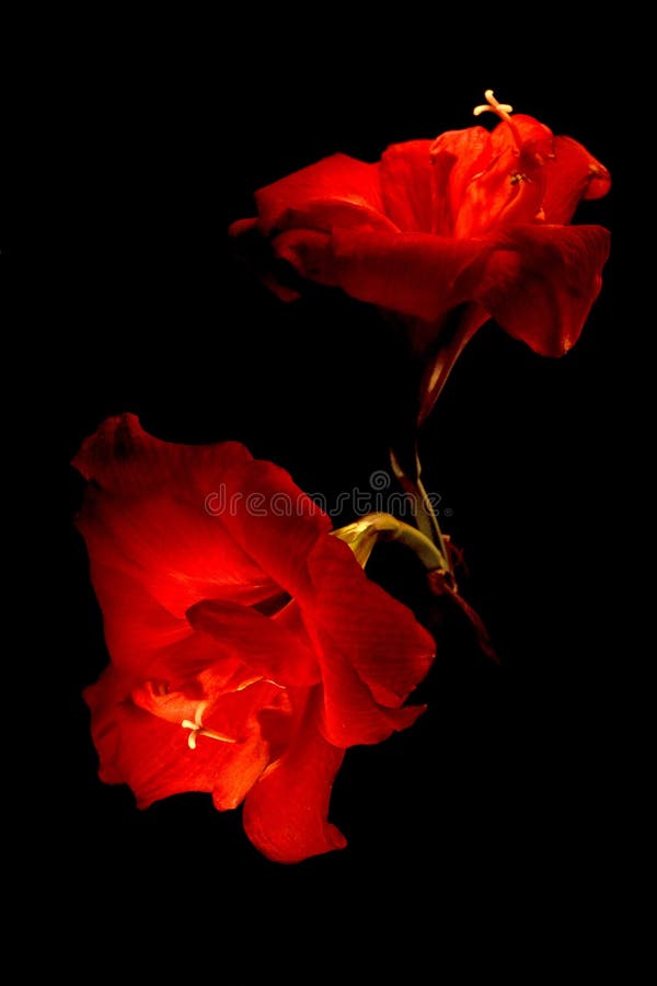 Two big red flowers isolated on black