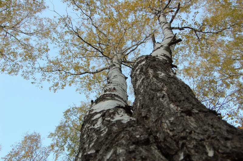 Two birch trees with yellow leaves bottom-up view stock photo Two birch trees with yellow leaves bottom-up view stock photo