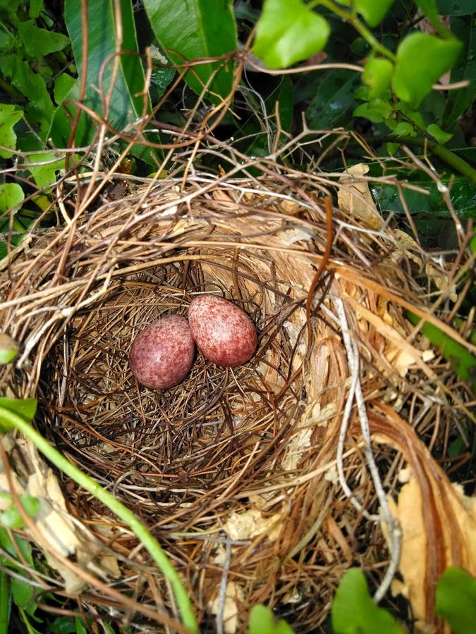 field sparrow eggs