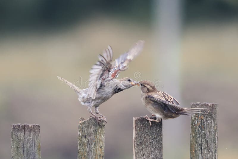 Two bird sparrows on an old wooden fence