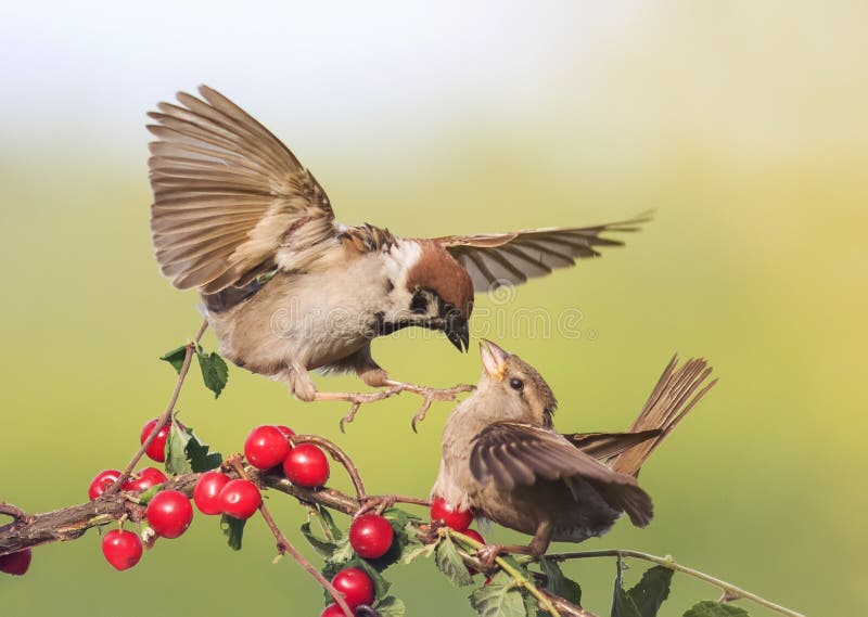 Two Birds Arguing Sparrow on a Branch with Ripe Berries Stock Image