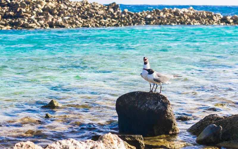 Two birds in Baby Beach, Aruba.