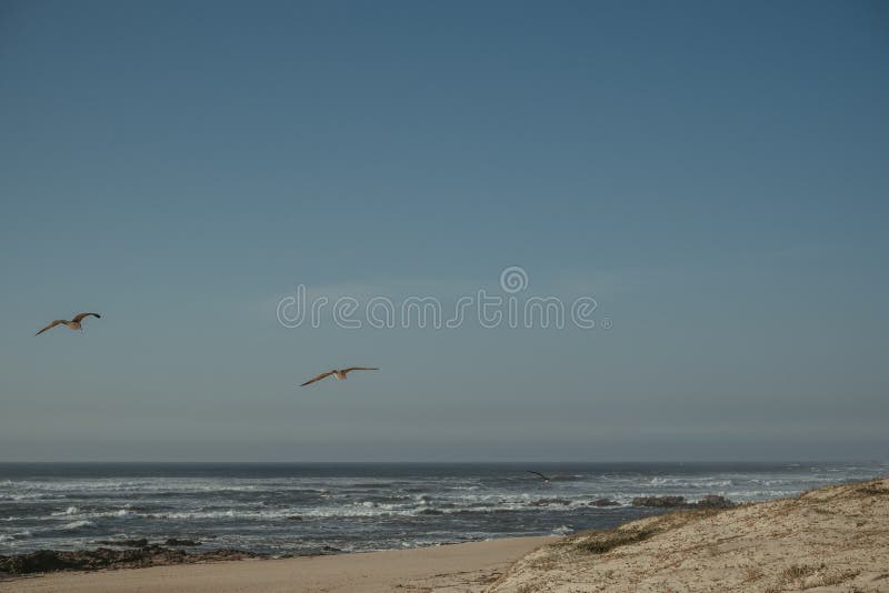 Two Birds are Flying Low Above the Ocean Shore at the Beach Stock Image