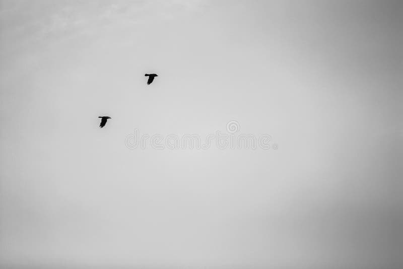 Two Birds Flying Together in the Sky Stock Photo - Image of flight