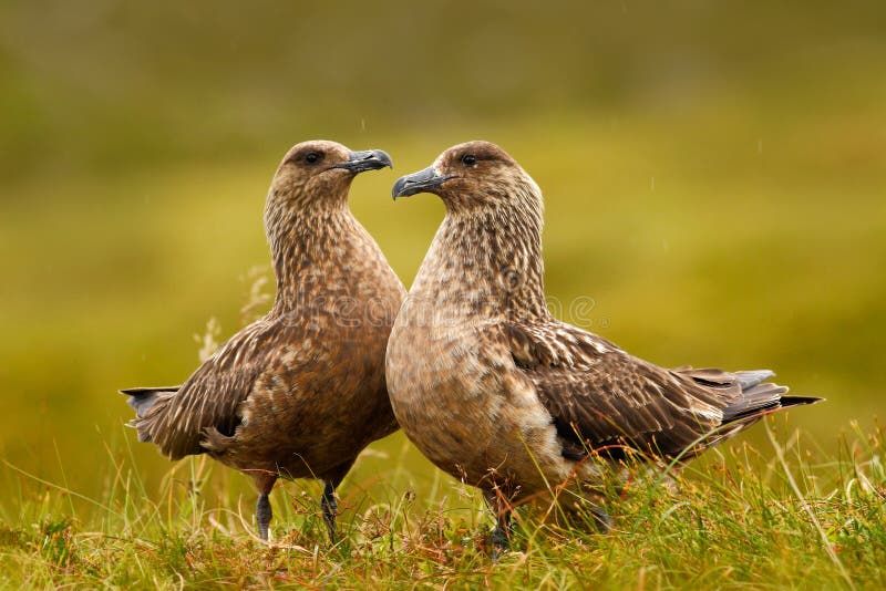 Two birds in the grass habitat with evening light. Brown skua, Catharacta antarctica, water bird sitting in the autumn grass, Norw