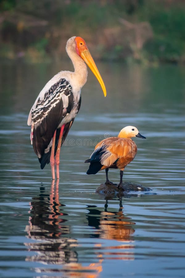 Two birds Painted stork and Ruddy Shelduck together