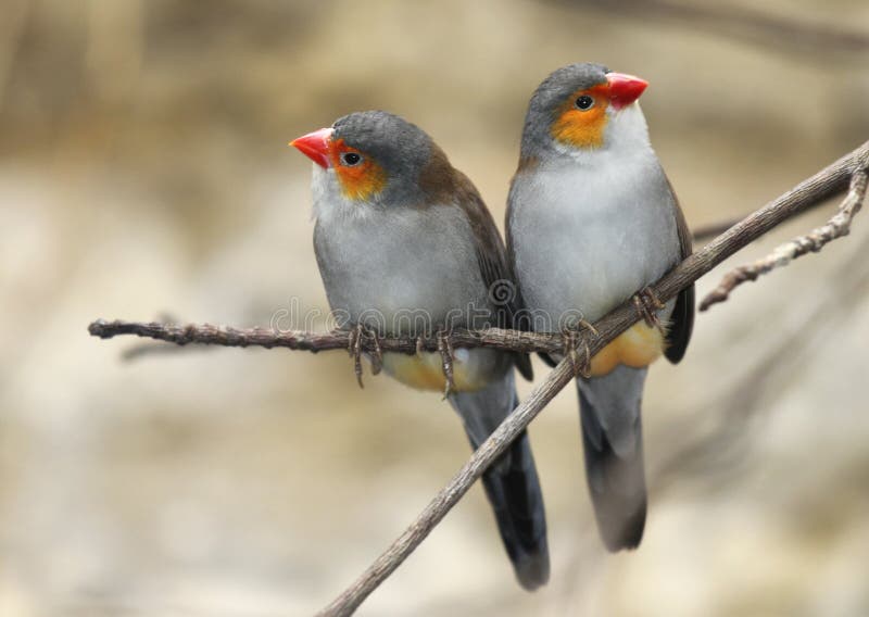 Zwei Vögel thront auf einem Zweig, orange cheeked Waxbill.