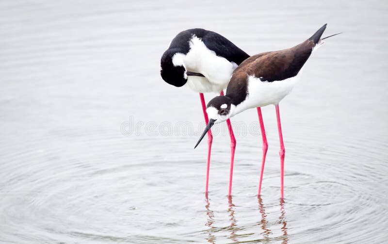 Two birds wading Black Winged Stilts. jpg