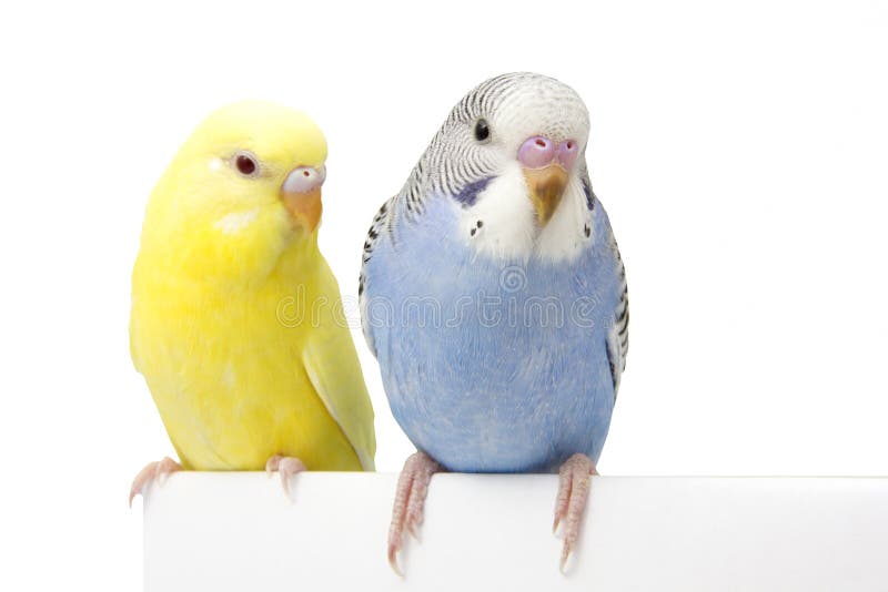 Two Birds Are On A White Background Stock Photo Image Of Bird Card