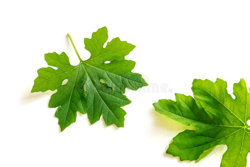 Dahon Ng Ampalaya Bitter Gourd Leaves 100g ubicaciondepersonas.cdmx