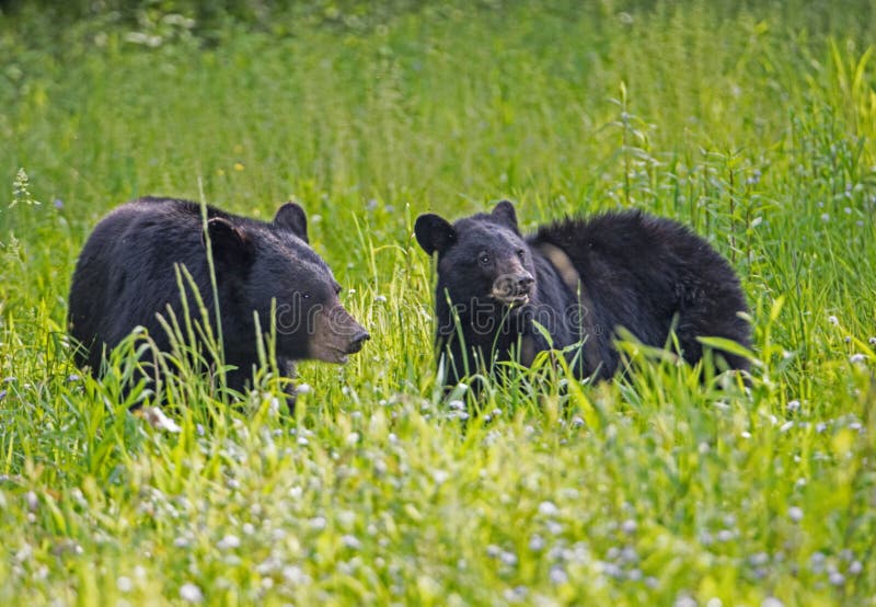 Two Black Bears eating green grass in a field of greenery.