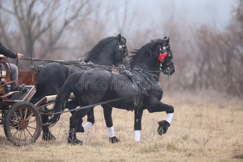 Two Black Beautiful Adorned Horses Pull A Cart Stock Photo Image of