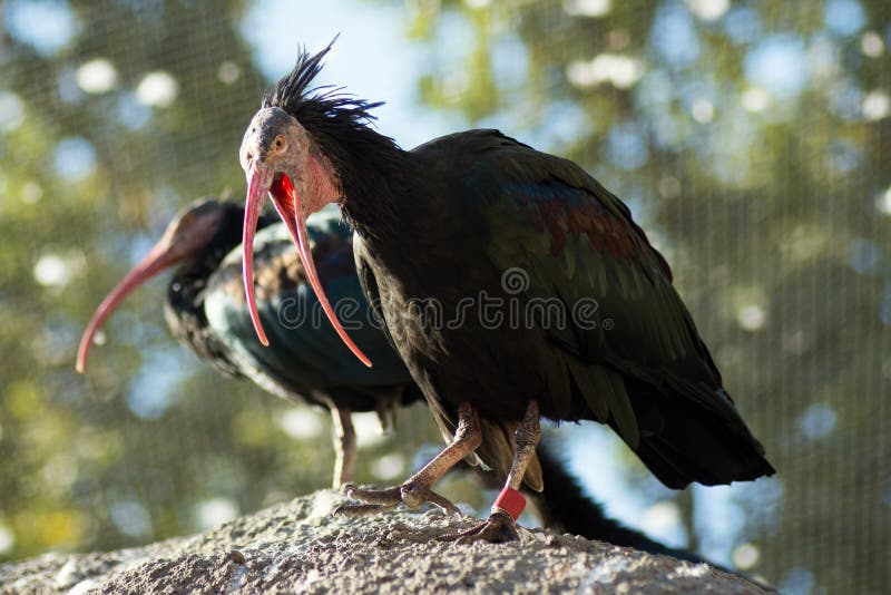 Two black birds royalty free stock photo Two black birds royalty free stock photo
