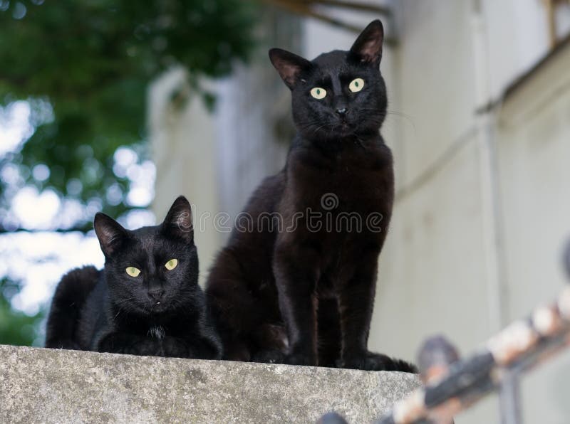 Two black cats stock image. Image of mongrel, muzzle 100412197