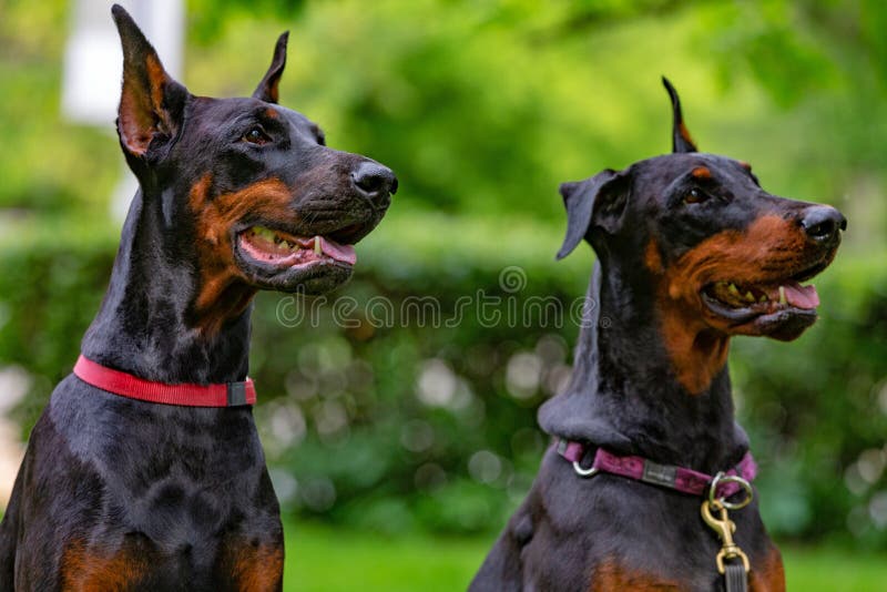 Two Black Dobermans Sitting on the Grass Stock Image Image of breed