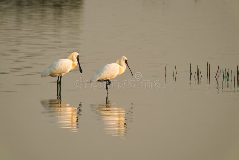 Two black-faced spoonbills were standing in the water resting. One of them is standing on one foot.