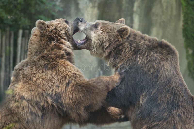 Two Black grizzly bears stock image. Image of cold, arctos 35705333