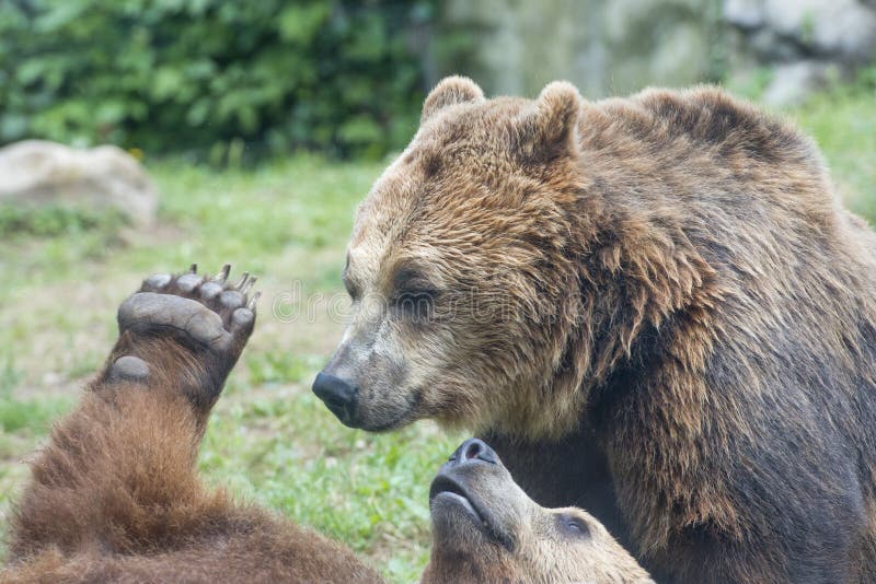 Two Black grizzly bears stock photo. Image of carnivore 35705246