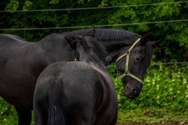 Two Black Horses on the Farm. Stock Photo Image of field, mane 238411948