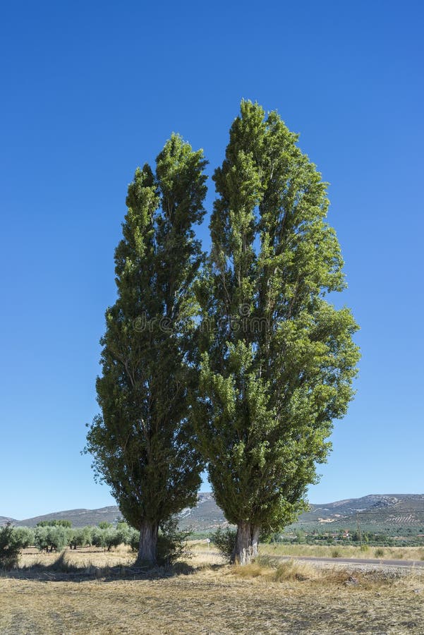 Two Black poplar, Populus nigra