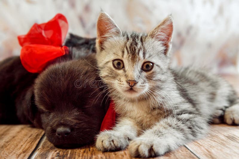 cute kittens and puppies sleeping together